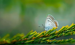 蝴蝶视频,探寻自然之美与生命奇迹